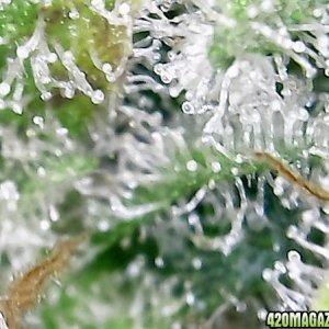 trichomes