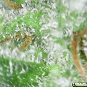 trichomes