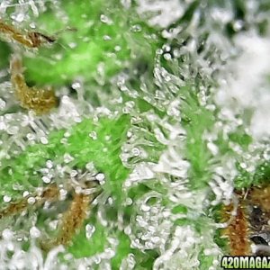 trichomes