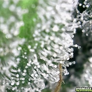 trichomes