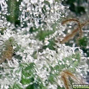 trichomes