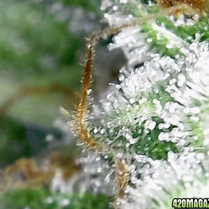 trichomes