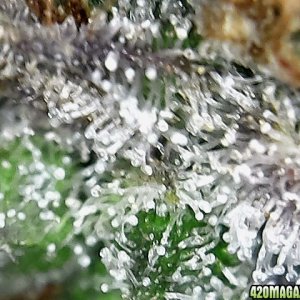 trichomes