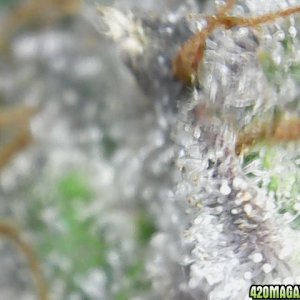 trichomes