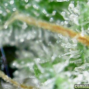 trichomes