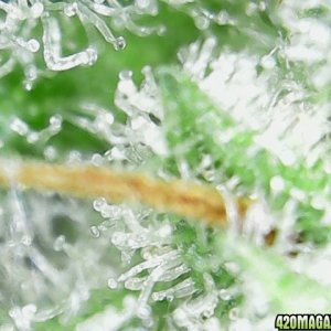 trichomes