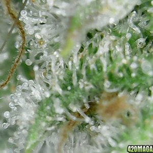 trichomes