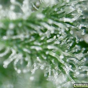 trichomes