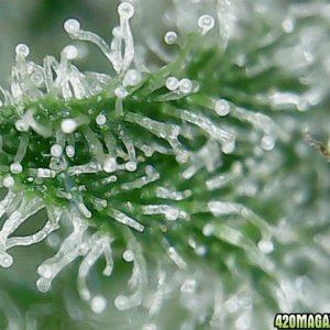 trichomes