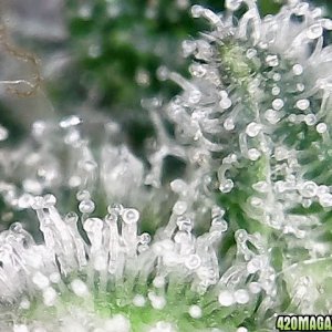 trichomes