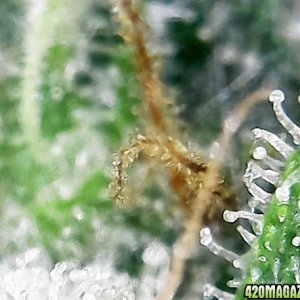 trichomes