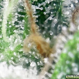 trichomes