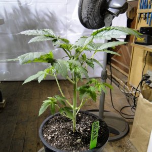 Organic Sour Diesel x OG Kush x Hindu Kush-Day 20 from Seed