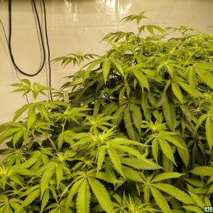 Various Strains in Flowering-Day 8-5/2/16