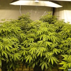 Various Strains in Flowering-Day 8-5/2/16