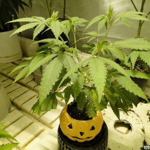 Various Strains in Flowering-Day 8-5/2/16