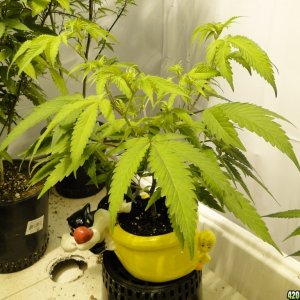 Various Strains in Flowering-Day 8-5/2/16