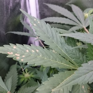 NEWB Problems with plants