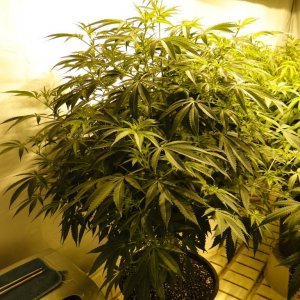 Various Strains in Flowering-Day 8-5/3/16