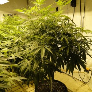 Various Strains in Flowering-Day 8-5/3/16