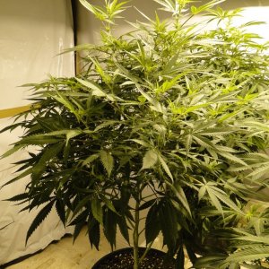 Various Strains in Flowering-Day 8-5/3/16