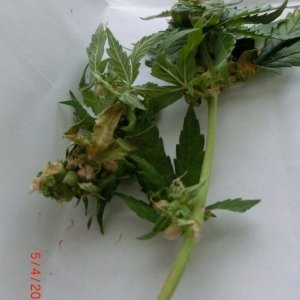 Auto CBG  CannaBioGen