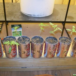 soda can plants