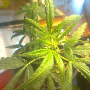 3x Lemon skunk clones at flowering