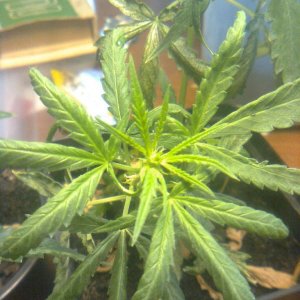 3x Lemon skunk clones at flowering