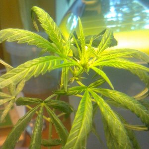 3x Lemon skunk clones at flowering