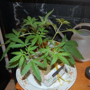 Maple Poison 8 days into flowering