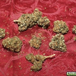 Strawberry Cough_Bud_02