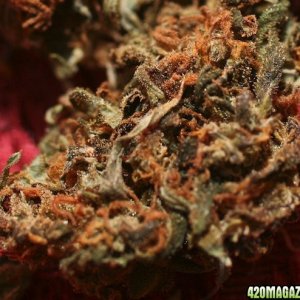 Strawberry Cough_Bud_04