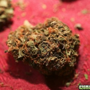 Strawberry Cough_Bud_05