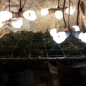 1st scrog attempt