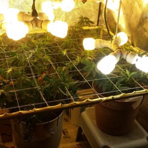 1st scrog attempt