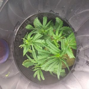 Cloning bucket