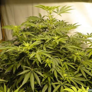 Various Strains in Flowering-Day 13-5/6/16