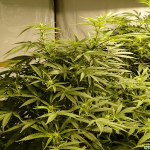 Various Strains in Flowering-Day 13-5/6/16