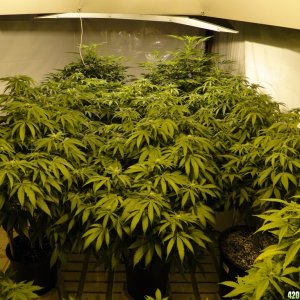 Various Strains in Flowering-Day 13-5/6/16