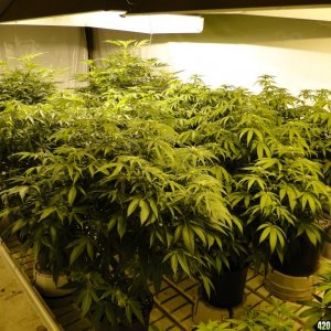 Various Strains in Flowering-Day 13-5/6/16