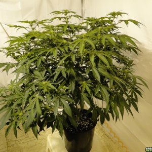 Various Strains in Flowering-Day 13-5/6/16