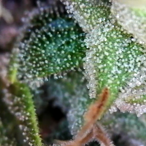 Trichs day 54