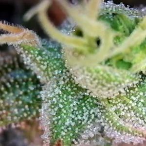 Trichs day 54