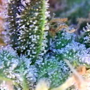 Trichs day 54