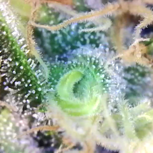 Trichs day 54