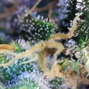 Trichs day 54