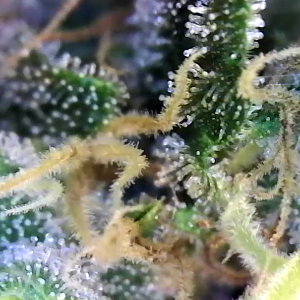 Trichs day 54