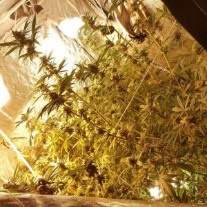 Colorado 1st Time Grow Journal