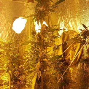 Colorado 1st Time Grow Journal